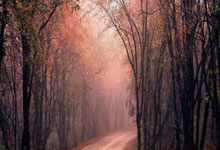 福布斯2024收入最高女运动员:谷爱凌第3,郑钦文第4九派新闻.